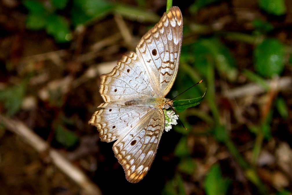 Anartia jatrophae (Linnaeus, 1763)