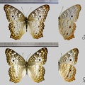 Anartia jatrophae (Linnaeus, 1763)