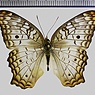 <!--hidden-->Anartia jatrophae (Linnaeus, 1763)