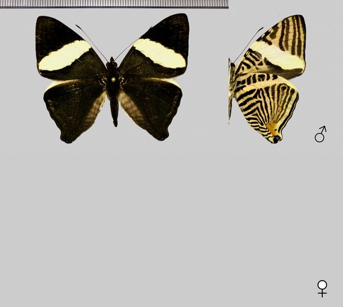 Colobura annulata Willmott, Constantino & Hall, 2001