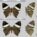 Colobura dirce (Linnaeus, 1758)