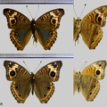 Junonia evarete (Stoll, 1782)