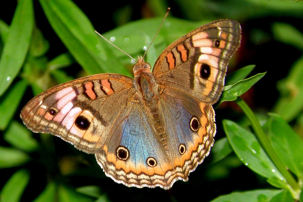 Junonia genoveva genoveva (Cramer, 1780)