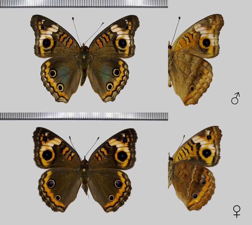 Junonia genoveva genoveva (Cramer, 1780)