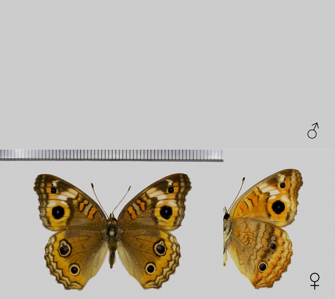 Junonia genoveva genoveva (Cramer, 1780)