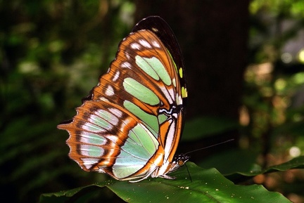 Siproeta stelenes meridionalis (Frühstorfer, 1909)