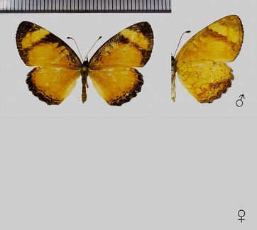 Tegosa anieta (Hewitson, 1864)/Tegosa fragilis (Bates, 1854)