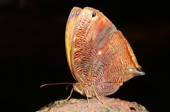 Bia actorion (Linnaeus, 1763)