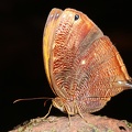 Bia actorion (Linnaeus, 1763)