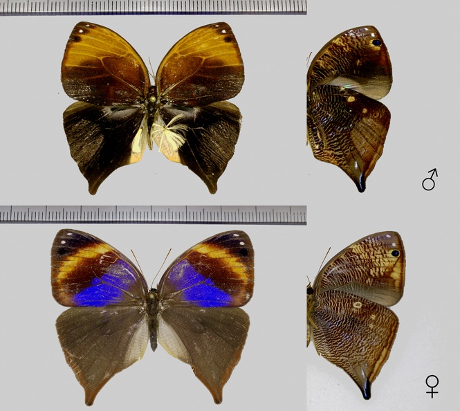 Bia-actorion-(Linnaeus,-1763).jpg