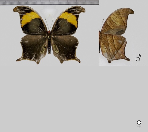 Caerois chorinaeus (Fabricius, 1775)