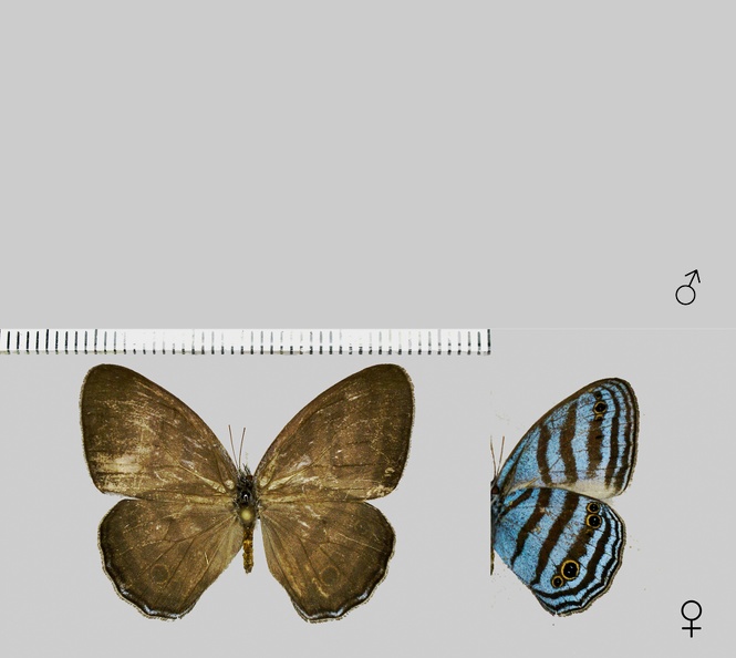 Cepheuptychia cephus (Fabricius, 1775).jpg