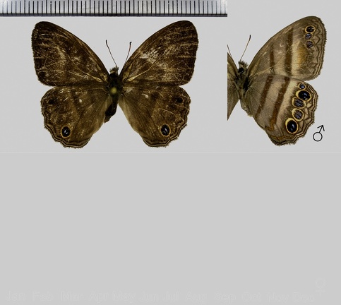 Cissia myncea (Cramer, 1780)