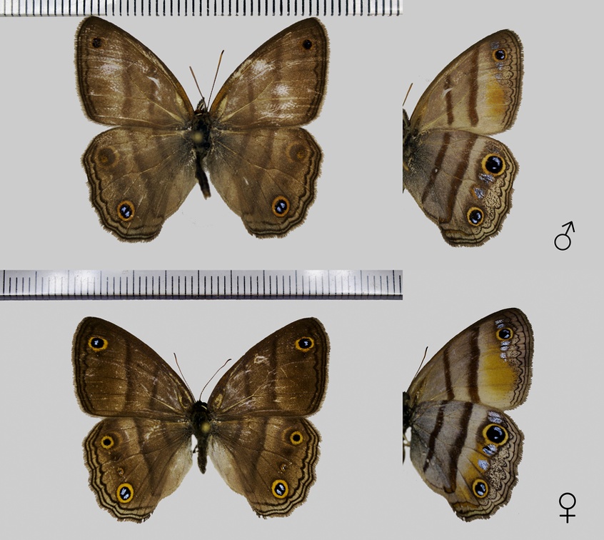 Cissia penelope (Fabricius, 1775)