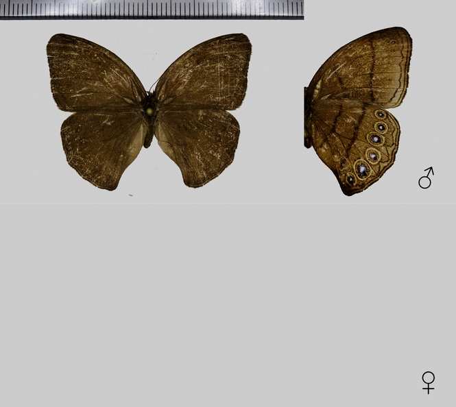 Erichthodes antonina (Felder & Felder, 1867)