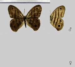 Euptychia marceli Brévignon, 2005