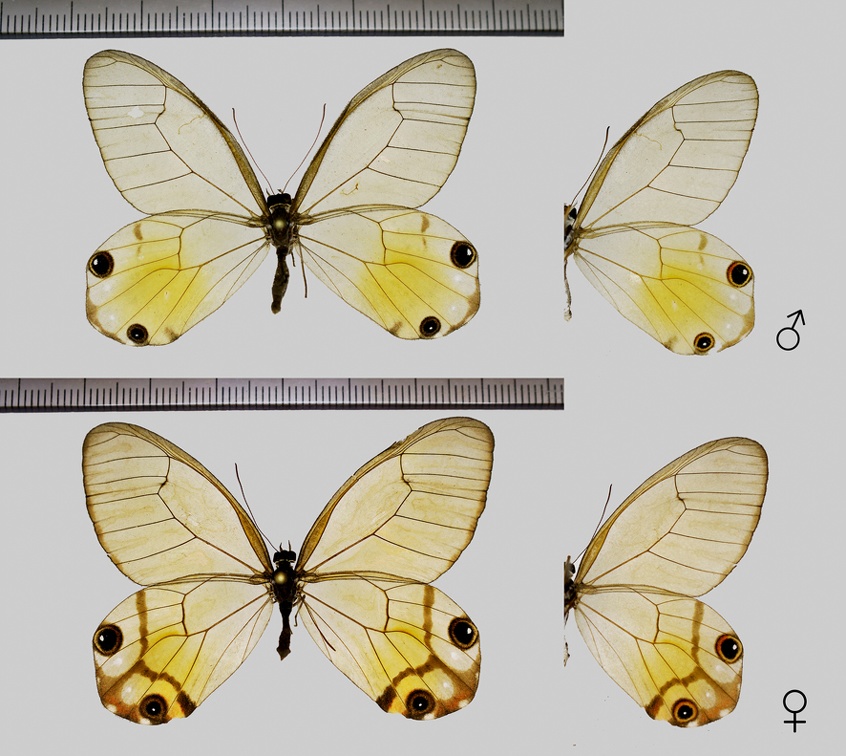 Haetera piera (Linnaeus, 1758)