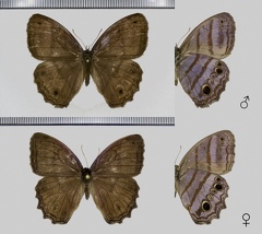 Magneuptychia libye (Linnaeus, 1767)