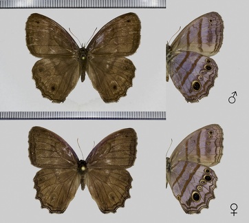 Magneuptychia libye (Linnaeus, 1767)