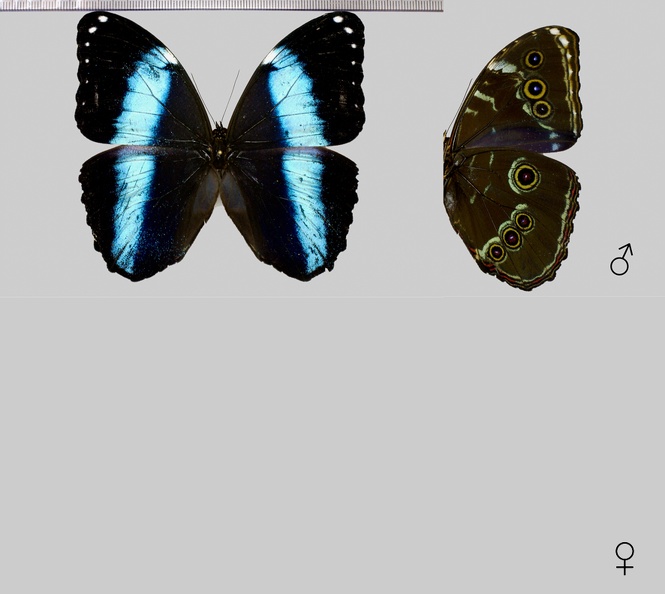 Morpho achilles huebneri (Le Moult, 1931).jpg