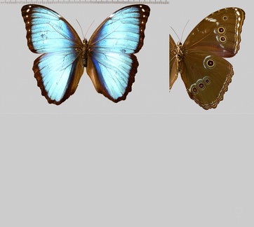 Morpho achilles huebneri (Le Moult, 1931)