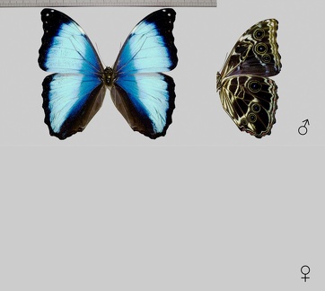 Morpho deidamia (Hübner, 1816)