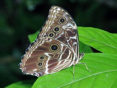 Morpho deidamia (Hübner, 1816)