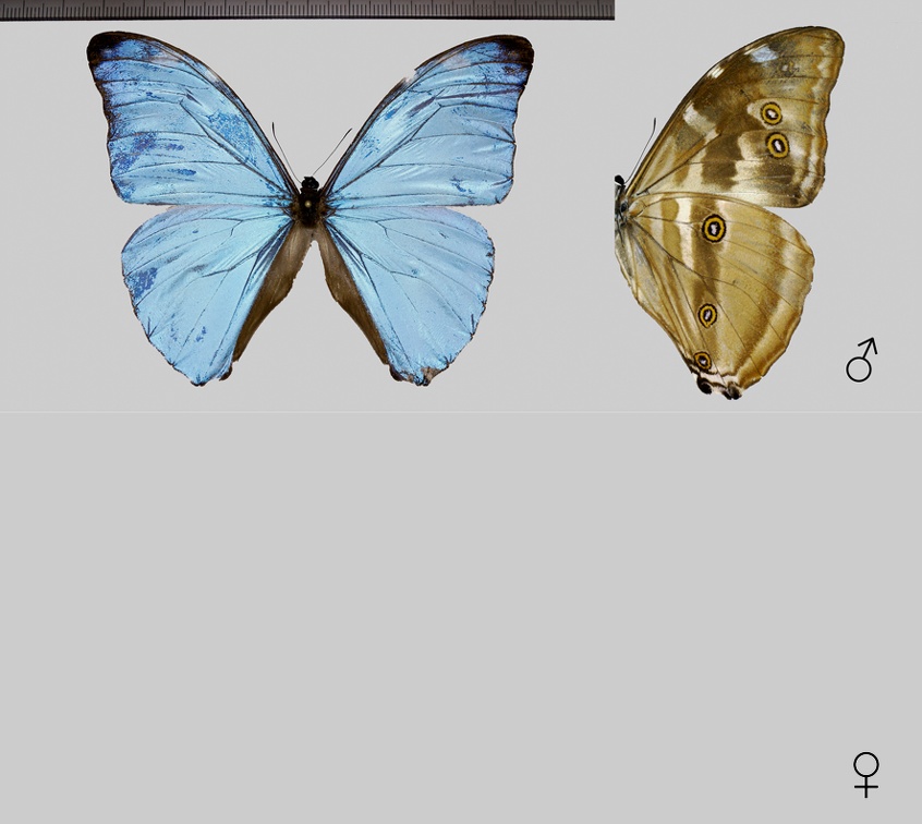 Morpho eugenia Deyrolle, 1860