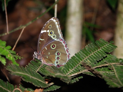 Morpho helenor (Cramer, 1775)