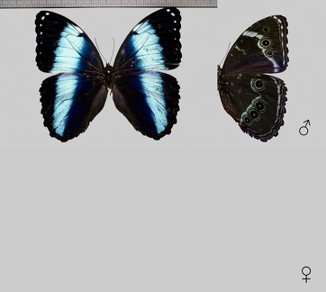 Morpho helenor (Cramer, 1775)