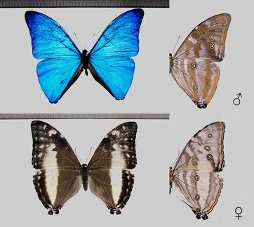 Morpho marcus (Schaller, 1785)