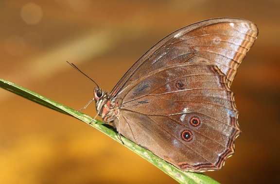 Morpho menelaus (Linnaeus, 1758)