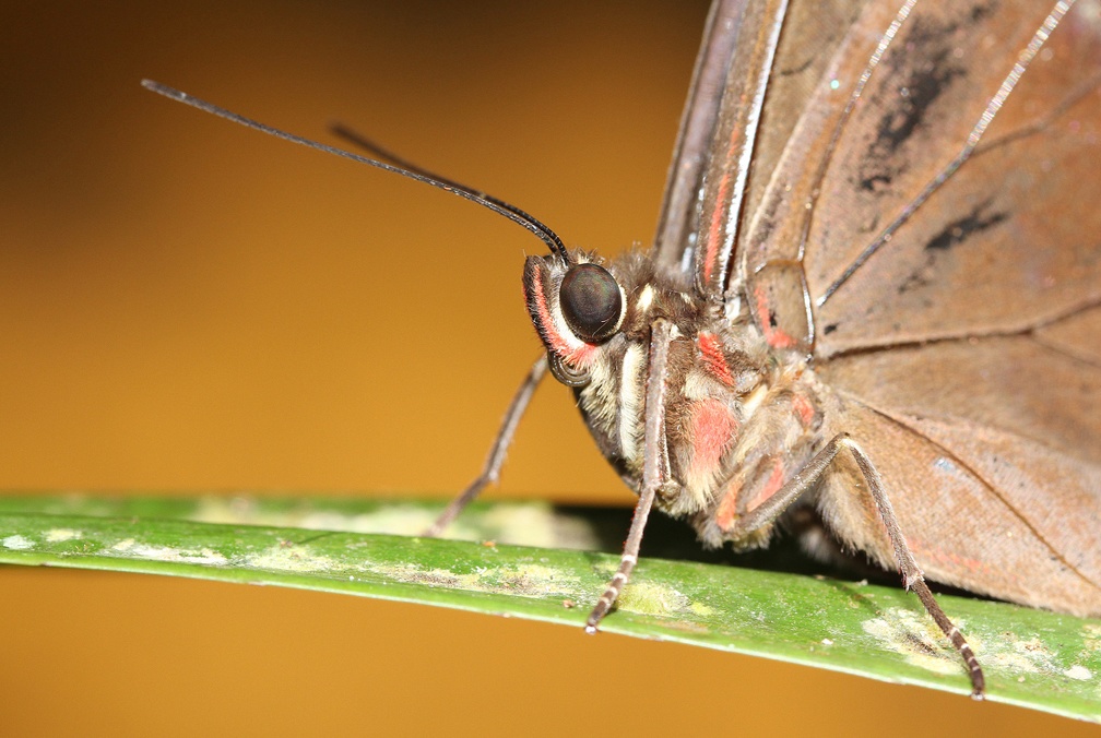 Morpho menelaus (Linnaeus, 1758)