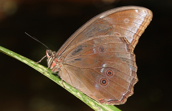 Morpho menelaus (Linnaeus, 1758)