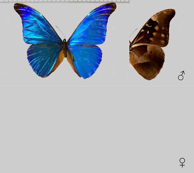 Morpho rhetenor (Cramer, 1775)