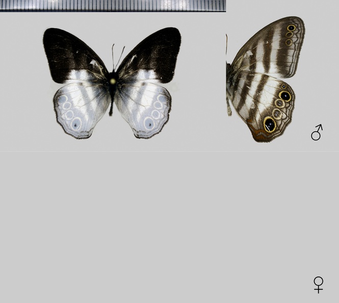 Pareuptychia binocula (Butler, 1869).jpg
