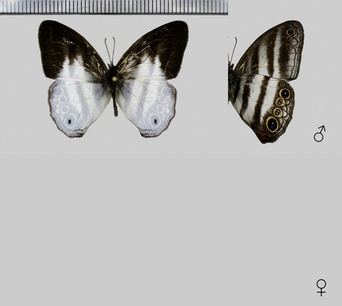 Pareuptychia binocula (Butler, 1869)