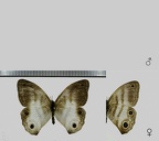 Pareuptychia lydia (Cramer, 1777)