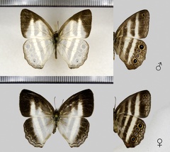 Pareuptychia ocirrhoe (Fabricius, 1777)