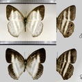 Pareuptychia ocirrhoe (Fabricius, 1777)