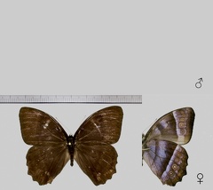 Taygetis thamyra (Cramer, 1779)