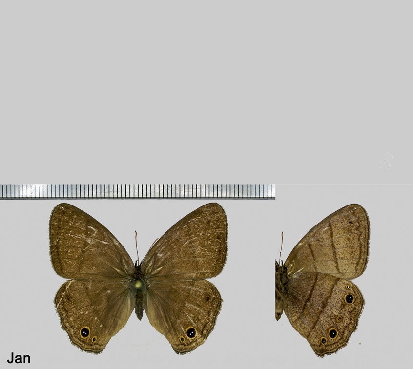 Yphthimoides renata (Stoll in Cramer, 1780)