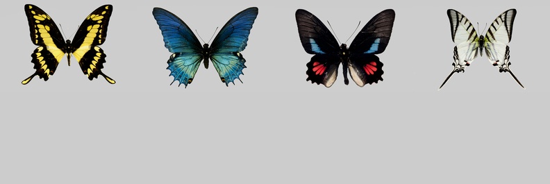 Papilionidae-GF.jpg
