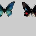 <!--hidden-->Papilionidae-GF