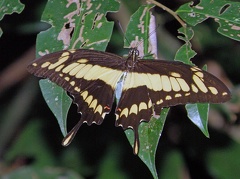 Papilio thoas thoas Linnaeus, 1771