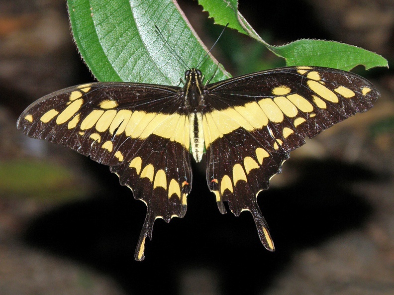 Papilio thoas thoas Linnaeus, 1771