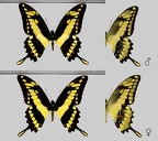 Papilio thoas thoas Linnaeus, 1771