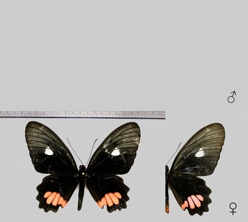 Parides erithalion inini Brévignon, 1997