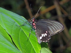 Parides lysander (Cramer, 1775)