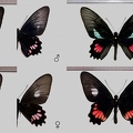 Parides lysander (Cramer, 1775)